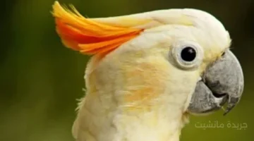 5 أنواع ببغاوات تتصدر قائمة الأكثر ذكاءً وقدرة على ترديد الكلمات 1